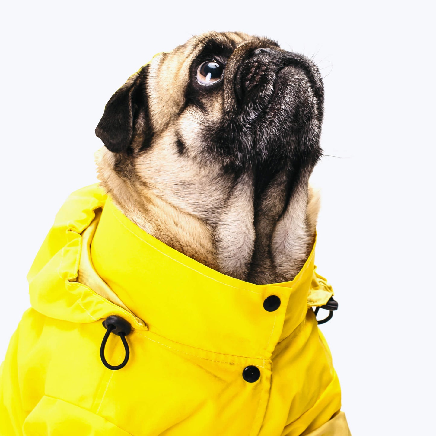 Waterproof dog suit