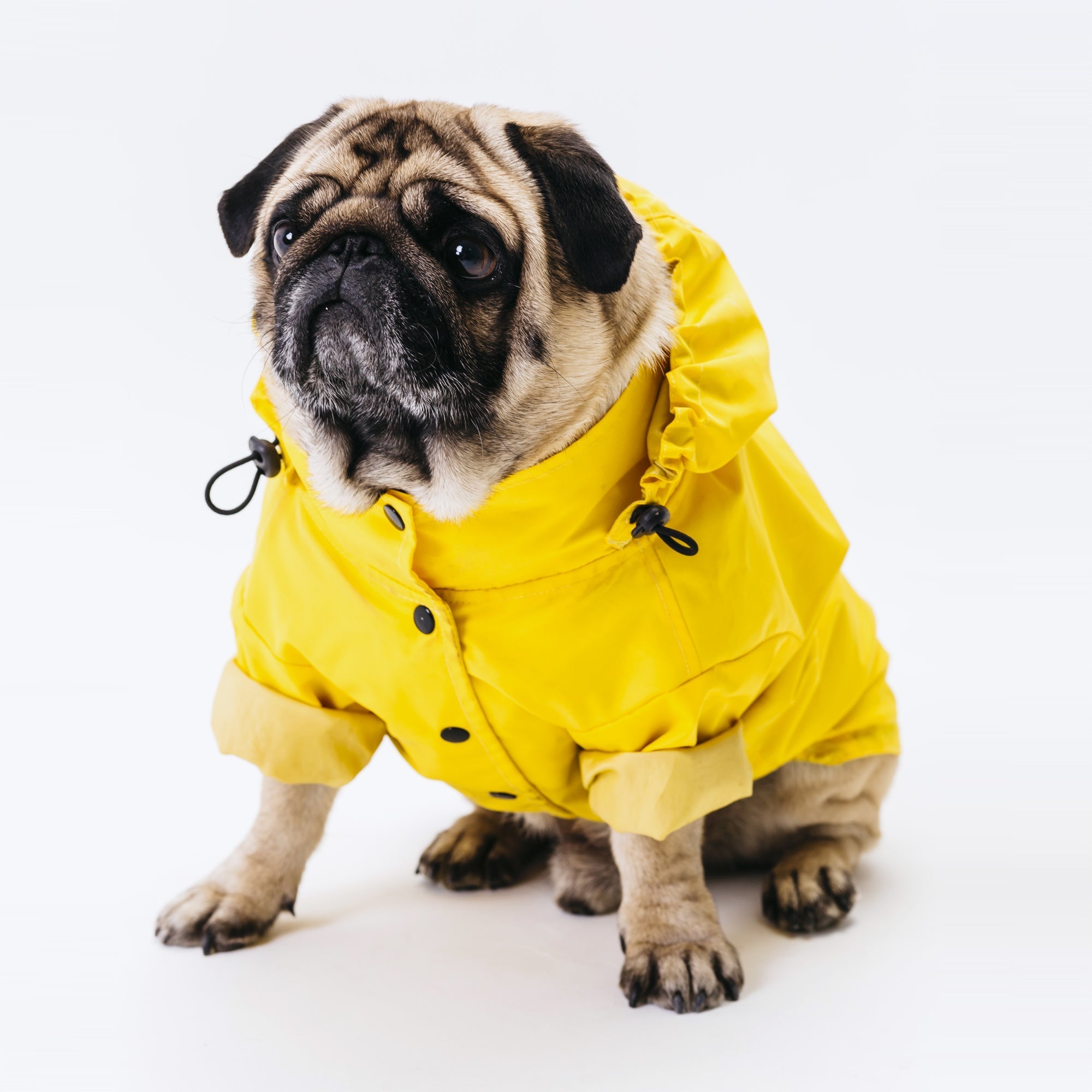 Waterproof dog suit – minion-theme-vertical